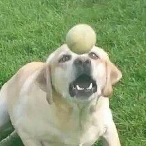 Meet your Posher, Tobygriffmilo